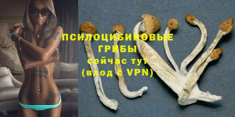 kraken ССЫЛКА  Гдов  Псилоцибиновые грибы Psilocybine cubensis 